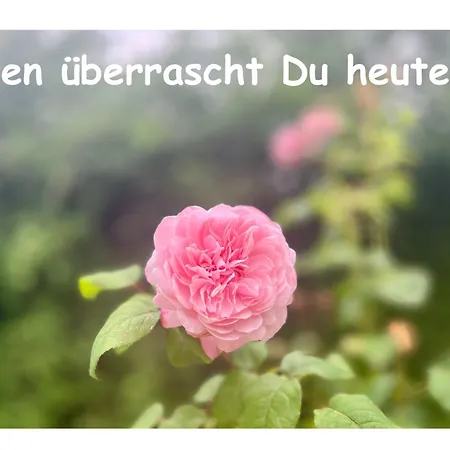 Schlafen Unter Den Sternen - Beheiztes Bubble Tent Francoforte sul Meno Esterno foto